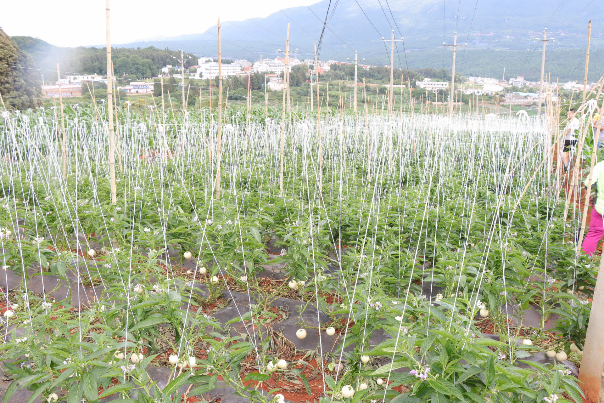 人生果種植基地