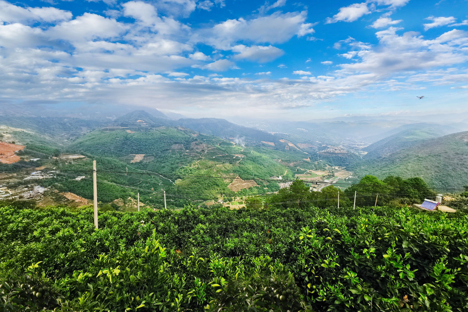 陽光橙種植基地