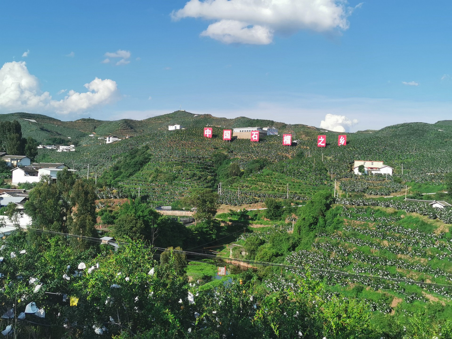 陽光石榴種植基地